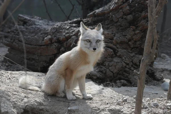 Fechar Bonito Arctic Fox — Fotografia de Stock