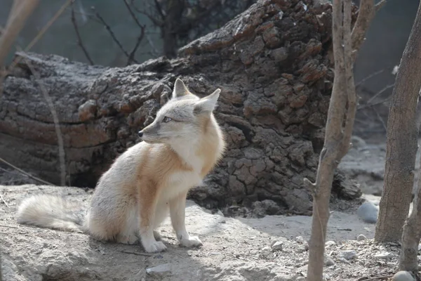 靠近可爱的北极狐狸 — 图库照片