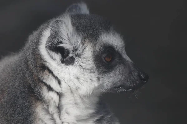Close Ring Tailed Lemur Stock Picture