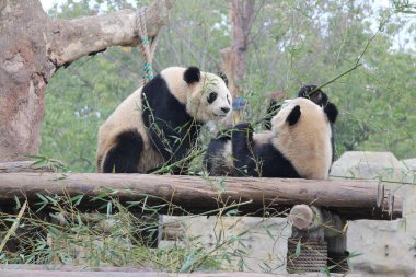 Ahşap yapıda iki panda, Çin.