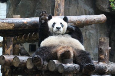 Tombul Panda 'nın komik duruşu 