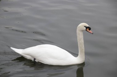 Güzel Beyaz Kuğu, Bir Dilsiz Kuğu (Kuğu Rengi))