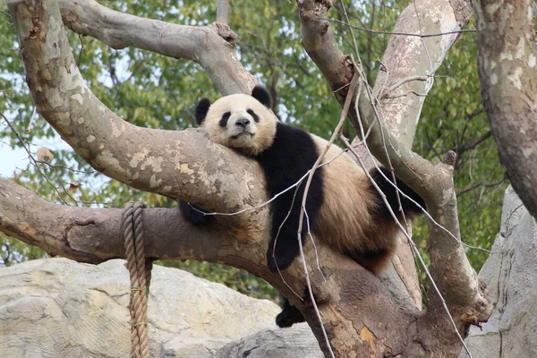 睡在树上的熊猫的滑稽小猪 — 图库照片