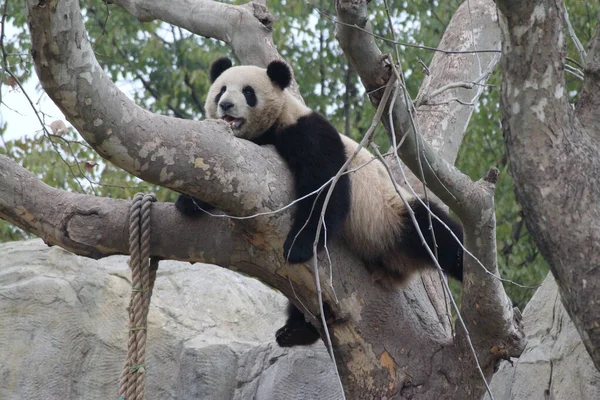 Lustige Pose Von Pummeligem Riesenpanda Auf Dem Baum — Stockfoto