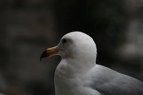 Fechar Sea Gull Bird — Fotografia de Stock