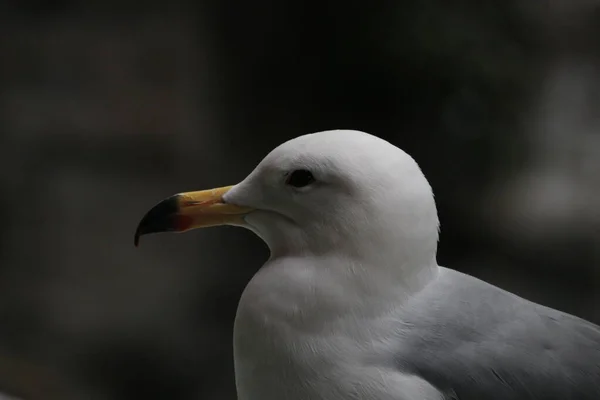Primer Plano Sea Gull Bird —  Fotos de Stock