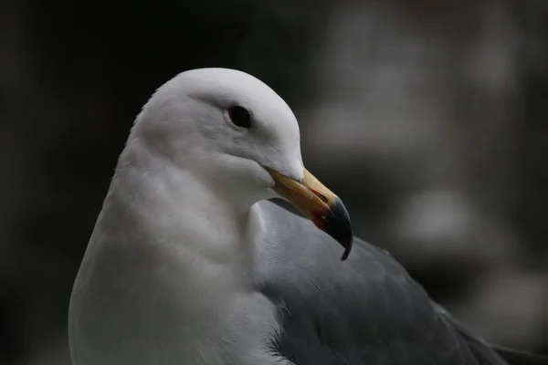 Primer Plano Sea Gull Bird — Foto de Stock
