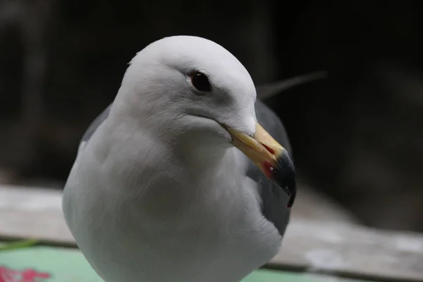 Primer Plano Sea Gull Bird — Foto de Stock