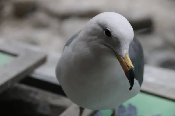 Primer Plano Sea Gull Bird —  Fotos de Stock