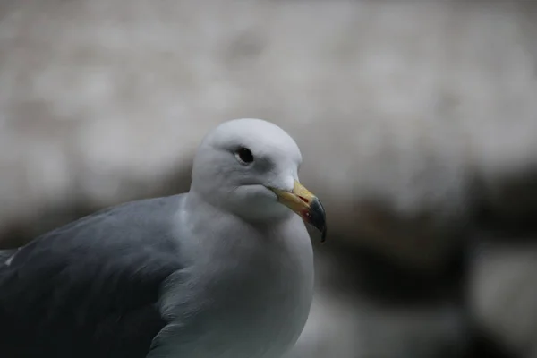 Sluiten Zeemeeuw Vogel — Stockfoto