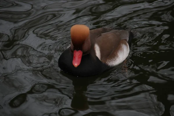 红冠海燕鸭在湖中游泳 — 图库照片