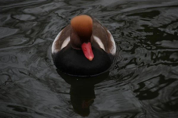 Canard Crête Rouge Pochard Nageant Dans Lac — Photo