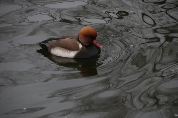 Canard Crête Rouge Pochard Nageant Dans Lac — Photo