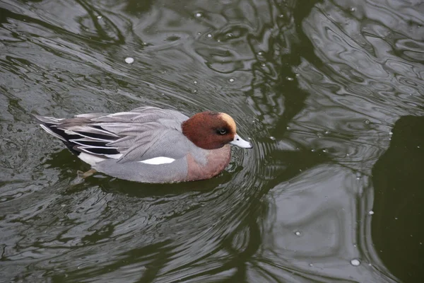 Canard Crête Rouge Pochard Nageant Dans Lac — Photo