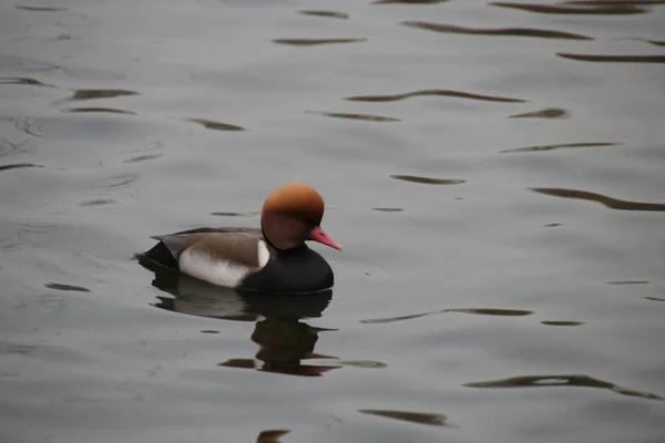 Canard Crête Rouge Pochard Nageant Dans Lac — Photo