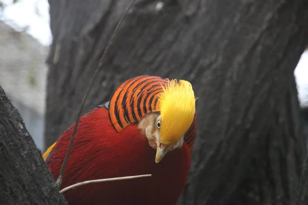 Close Chinese Golden Pheasant Bird Colorful Body Plumage Golden Crest — Stock Photo, Image