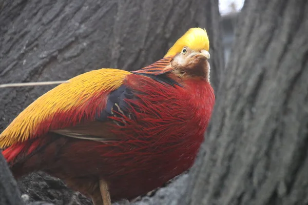Pájaro Faisán Dorado Chino Cerca Plumaje Colorido Del Cuerpo Con — Foto de Stock