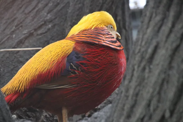 Pájaro Faisán Dorado Chino Cerca Plumaje Colorido Del Cuerpo Con — Foto de Stock