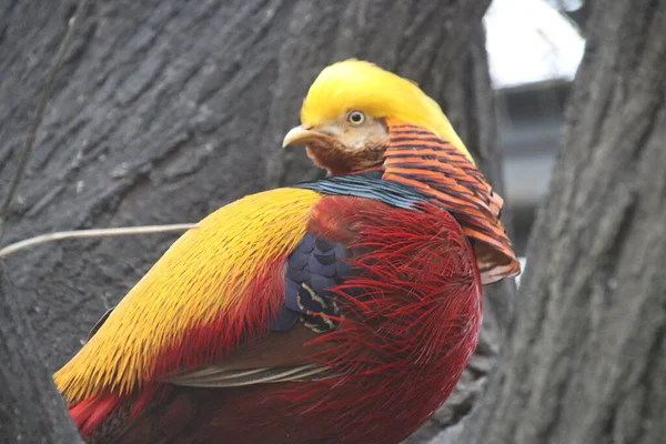 Pájaro Faisán Dorado Chino Cerca Plumaje Colorido Del Cuerpo Con —  Fotos de Stock