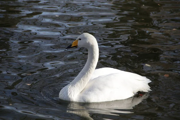 Bianco Oca Nuoto Nel Lago — Foto Stock