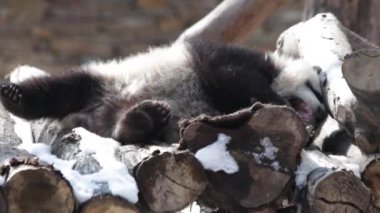 Karda Şirin Oyuncu Panda, Wolong Dev Panda Doğa Koruma Alanı, Shenshuping, Çin