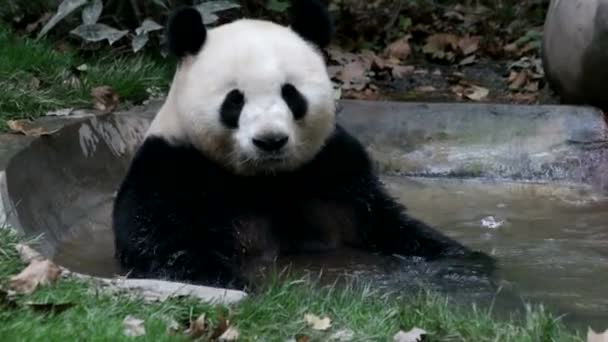Funny Panda Tiny Pond Chengdu Panda Base China — Stock Video