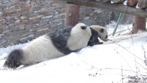 Carino Giocoso Madre Panda Suo Cucciolo Giocando Nella Neve Wolong — Video Stock