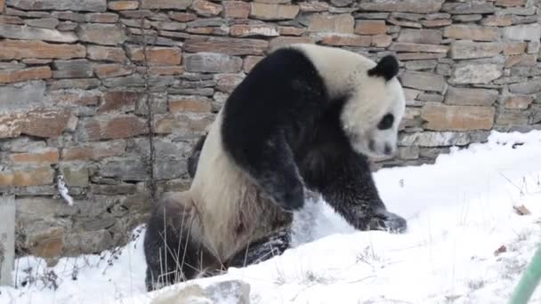 Roztomilý Hravý Matka Panda Její Mládě Hraje Sněhu Wolong Giant — Stock video