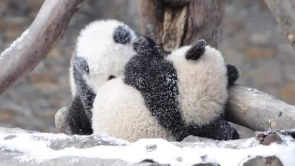 Lindo Panda Juguetón Nieve Wolong Giant Panda Nature Reserve Shenshuping — Vídeos de Stock