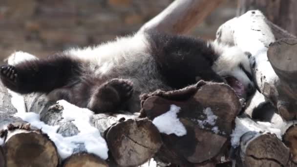 Aranyos Játékos Panda Hóban Wolong Giant Panda Nature Reserve Shenshuping — Stock videók