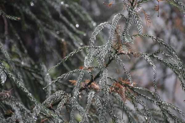 Cerca Gotas Lluvia Abeto Verde — Foto de Stock