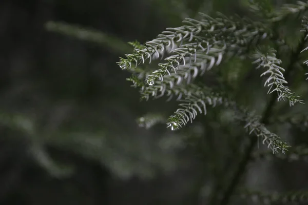 Капли Дождя Свежие Зеленые Листья Сосны Весна — стоковое фото