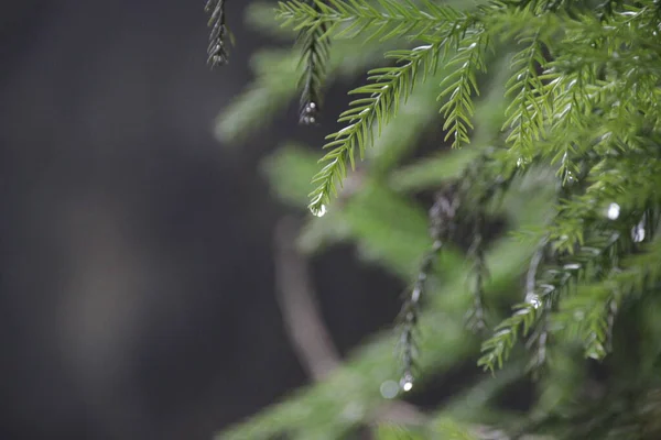 Gotas Lluvia Hojas Pino Verde Fresco Primavera —  Fotos de Stock