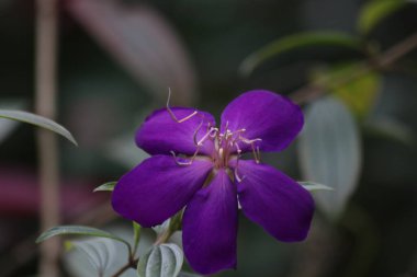 Pleroma urvilleanum (Prenses Çiçeği ya da Tibouchina urvilleana olarak da bilinir) gibi canlı bir mor çiçek, muhtemelen bir Melastoma türü ya da ilgili bir bitki.). 