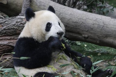 Devasa Panda Yeme Bambu Yaprakları, Chengdu Panda Üssü, Çin