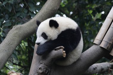 Küçük Panda 'nın Şirin Pozu, Ağaçta Dinleniyor, Chengdu Panda Üssü, Çin