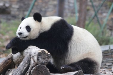 Panda, tahta yapının üzerinde dinleniyor, Wolong Dev Panda Doğa Koruma Alanı, Shenshuping, Çin