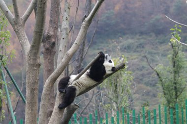 Mutlu Küçük Panda Yüksek Ağaçta Gevşiyor, Wolong Dev Panda Doğa Koruma Alanı, Shenshuping, Çin