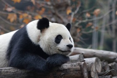 Wolong Dev Panda Doğa Koruma Alanı, Shenshuping, Çin