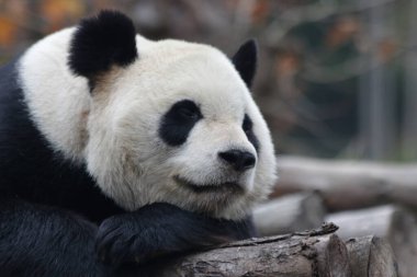 Dev pandanın yüzünü kapatın, Wolong Dev Panda Doğa Koruma Alanı, Shenshuping, Çin