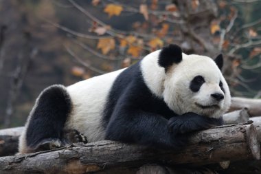 Mutlu Panda 'nın Kış Saati' nde ahşap yapının üzerinde dinlenmesi, Wolong Dev Panda Doğa Koruma Alanı, Shenshuping, Çin
