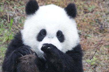 Wolong Dev Panda Doğa Koruma Alanı, Shenshuping, Çin