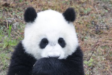 Wolong Dev Panda Doğa Koruma Alanı, Shenshuping, Çin