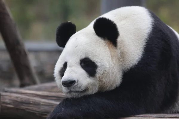 Nahaufnahme Flauschiger Schlafender Panda Chengdu Panda Base China — Stockfoto