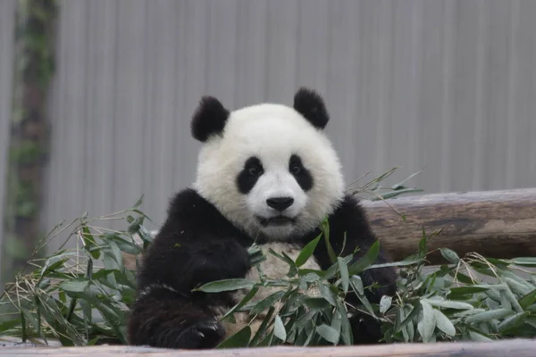 Panda Fofa Bonito Está Aprendendo Comer Folhas Bambu Wolong Giant — Fotografia de Stock