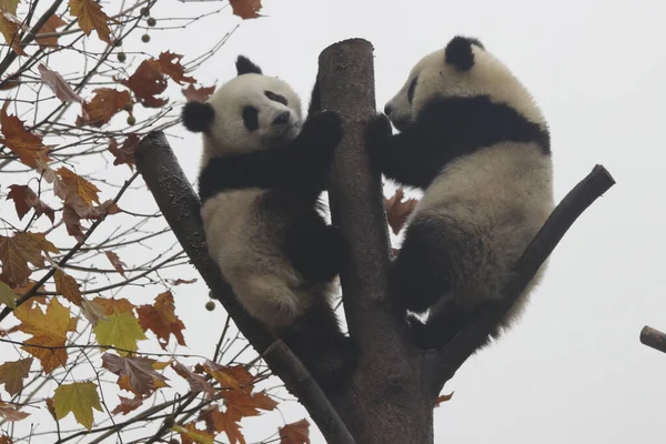 Kleine Pandas Auf Dem Hohen Baum Herbstsaison Wolong Giant Panda — Stockfoto
