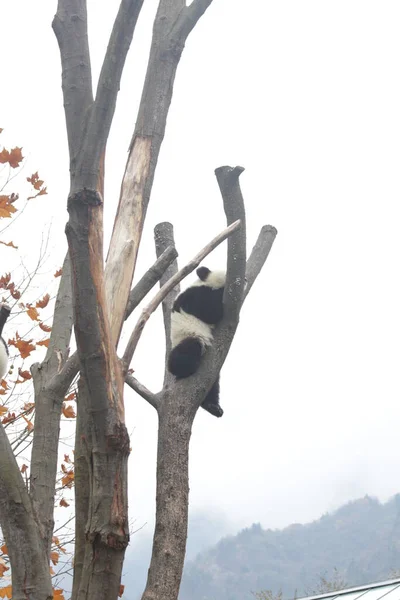 中国神州神州卧龙大熊猫自然保护区 秋天小熊猫在高高的树上玩乐 — 图库照片