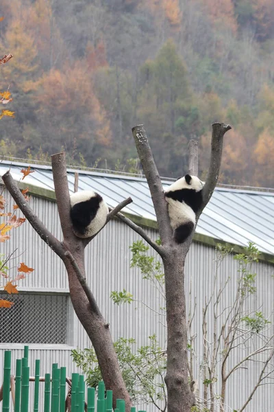 中国神州神州卧龙大熊猫自然保护区 秋天小熊猫在高高的树上玩乐 — 图库照片