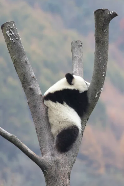 Mała Panda Zabawiająca Się Wysokim Drzewie Jesienią Rezerwat Przyrody Wolong — Zdjęcie stockowe