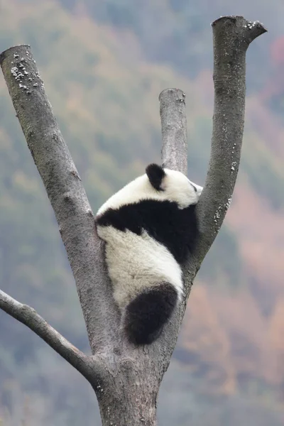 Küçük Panda Sonbahar Mevsiminde Yüksek Ağaçta Eğleniyor Wolong Dev Panda — Stok fotoğraf
